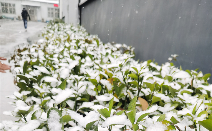 山东金格瑞下雪时的绿植