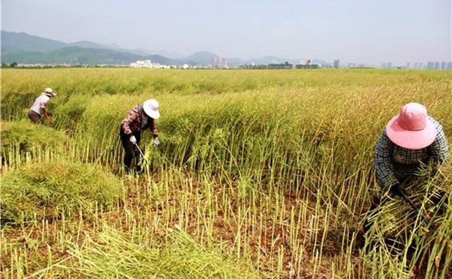 农村的秸秆稻草，棉花杆，废旧木材花生壳，都是农业垃圾，在过去这些东西没有人稀罕，到处乱扔，影响了农村的面貌