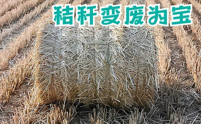 广德市“菜杆杆”成“金杆杆”  破秸秆处理困局